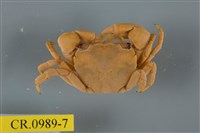 藏品(平背蜞)的圖片